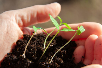 sprouted sprouts with soil in the palms