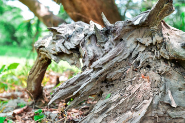 Dry root stump on nature background