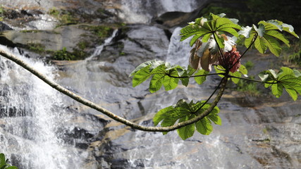 Natural
