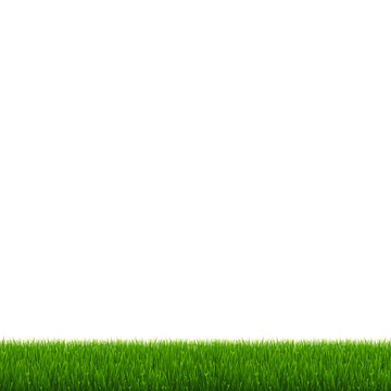 Green Grass And White Background