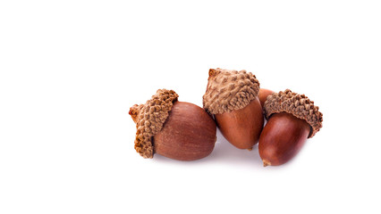 acorns on a white background ,close up