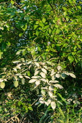 遊水地の機能　水が引いた後の葉っぱに残った泥水のあと　麻機遊水地