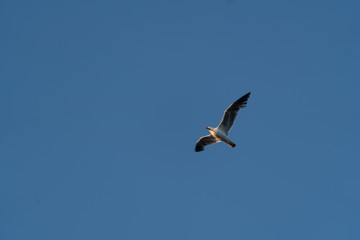 Obraz premium Wolność