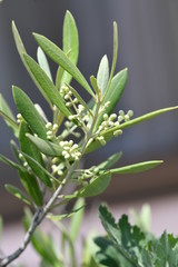 Obraz premium オリーブの木