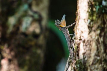 The asia chameleon on the tree.