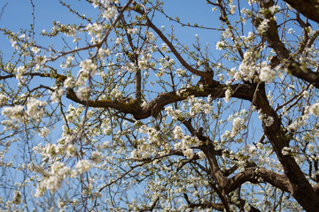 Plum branches full of white flowers on blue sky background. Typical spring background.