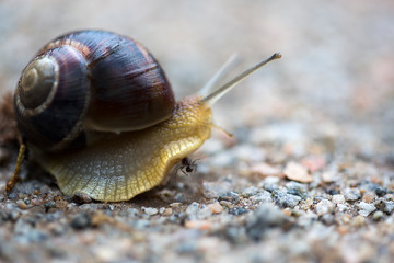 beautiful snail in the garden crawling along the asphalt road