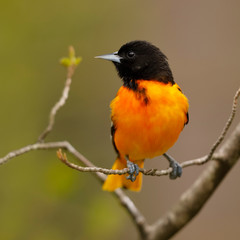 Fototapeta premium Male Baltimore Oriole