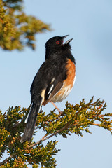 Male Eastern Towhee singing