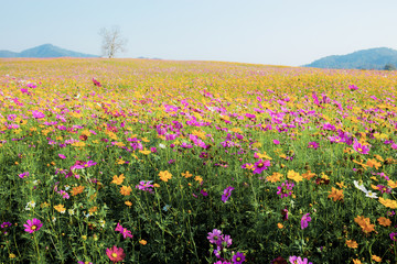 Fototapeta premium Cosmos on field in winter.
