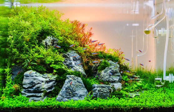 Image of landscape nature style aquarium tank.