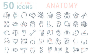 Set Vector Line Icons of Anatomy