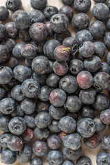 Freshly picked blueberries in a bowl