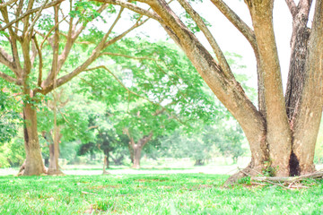 Fototapeta premium Green park with soft sunlight in countryside