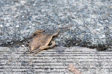 deid flat toad left alone on street .