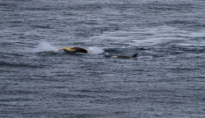 Obraz premium Whales