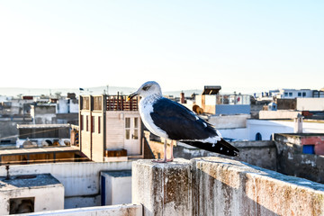 view of Essaouira City of Morocco Africa