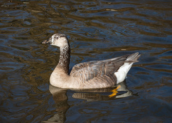 Beautiful goose floating on water