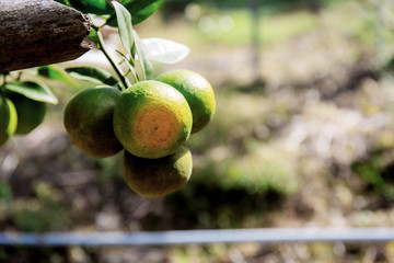 Orange in farm.