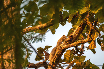 The squirrel is sticking on the branches.