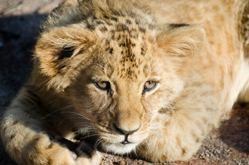 Lion - (Panthera leo bleyenberghi)