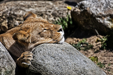 Lion - (Panthera leo bleyenberghi) - 270141381
