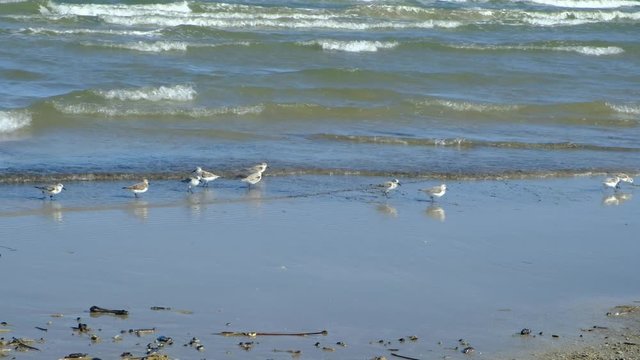 Flock of sanderling birds running and foraging on ocean beach
