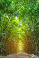 Bamboo Grove forest with morning sunlight.