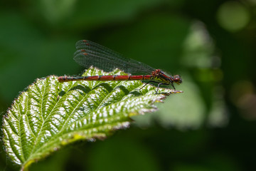 Large red damselfly (Pyrrhosoma nymphula)