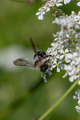 Ashy mining bee (Andrena cineraria)