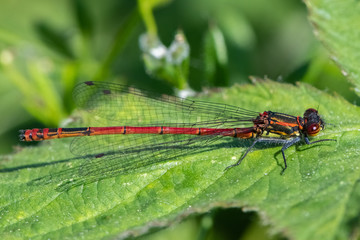 Large red damselfly (Pyrrhosoma nymphula)