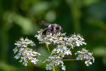 Ashy mining bee (Andrena cineraria)