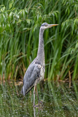 Grey heron (Ardea cinerea)