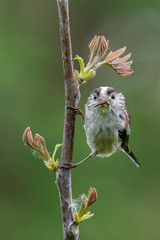 Long-tailed tit (Aegithalos caudatus) with caterpillar in bill.