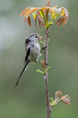 Long-tailed tit (Aegithalos caudatus) with caterpillar in bill.