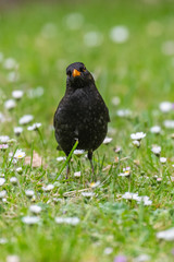 Common blackbird (Turdus merula) foraging in grass