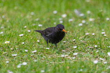 Common blackbird (Turdus merula) foraging in grass