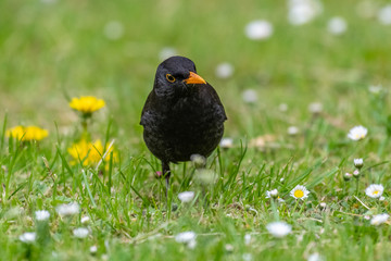 Common blackbird (Turdus merula) foraging in grass