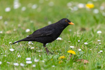 Common blackbird (Turdus merula) foraging in grass
