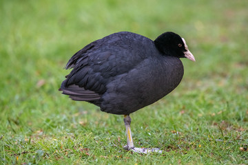 Eurasian coot (Fulica atra)