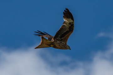 Red kite (Milvus milvus) bird of prey