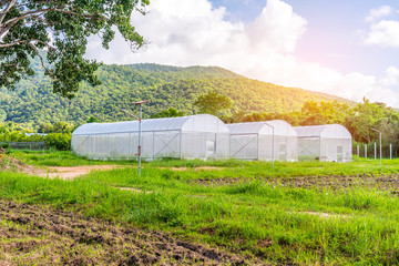Fototapeta na wymiar tent in smart farm near green mountain.