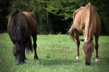 2 Pferde beim grasen auf der Koppel, Friesenpferd, Lettisches Warmblut