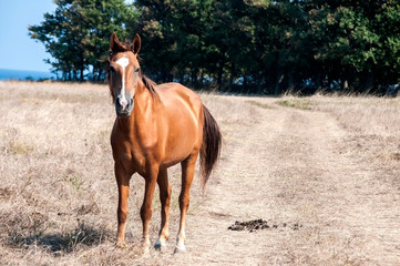 Young mare horse grazing on meadow with dry grass at the end of summer time