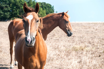 Young mare horses grazing on meadow with dry grass at the end of summer time