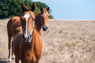 Obraz premium Young mare horses grazing on meadow with dry grass at the end of summer time