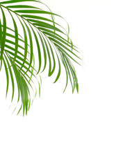 Tropical palm leaf on white background