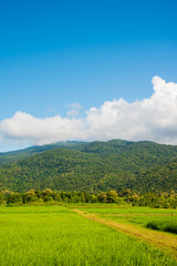 Fototapeta na wymiar rice field with sky and mountain