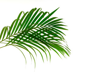 Tropical palm leaf on white background