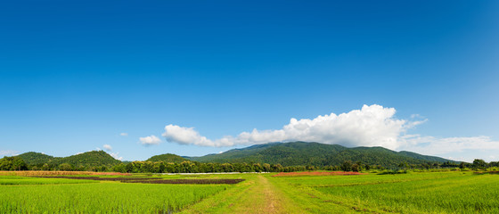 rice field with sky and mountain